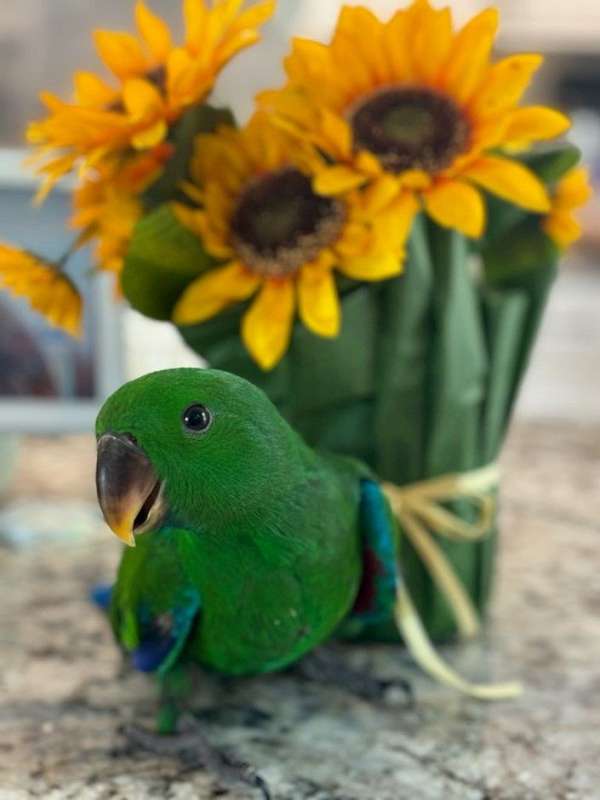 red-sided-eclectus-parrots-for-sale-in-schaumburg-il