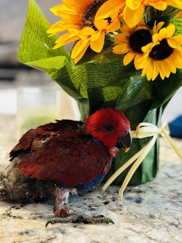 vosmaeri-eclectus-parrots-for-sale-in-schaumburg-il