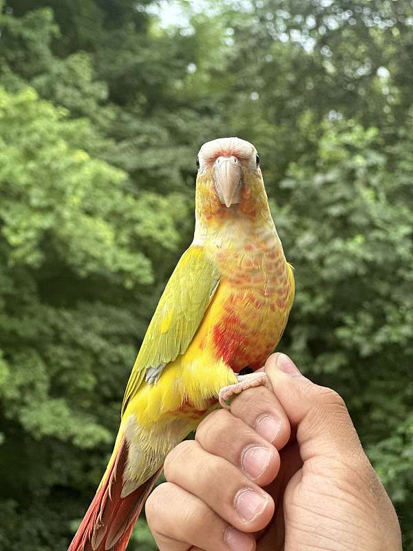 conure-for-sale