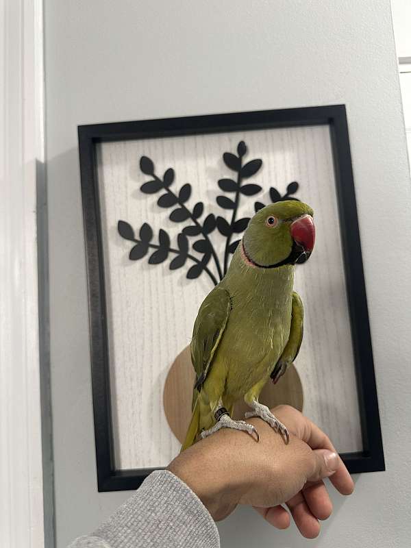 conure-for-sale