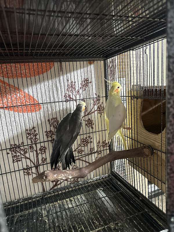 conure-for-sale