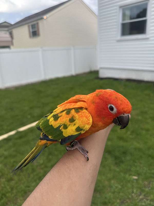 conure-for-sale