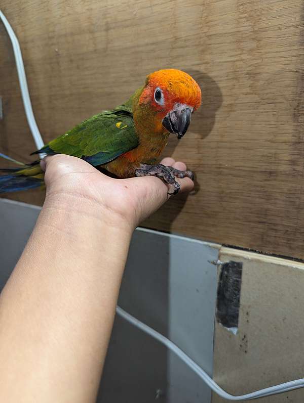 conure-for-sale