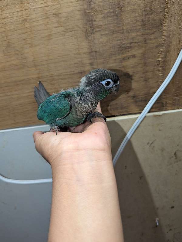 conure-for-sale