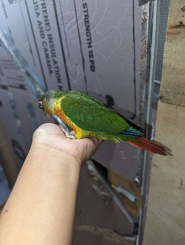 conure-for-sale