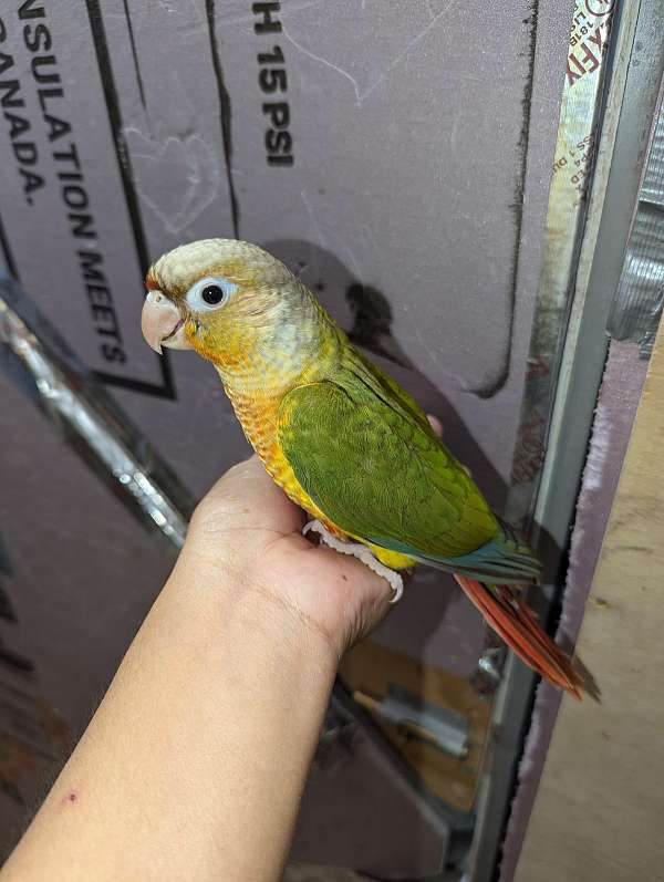 conure-for-sale