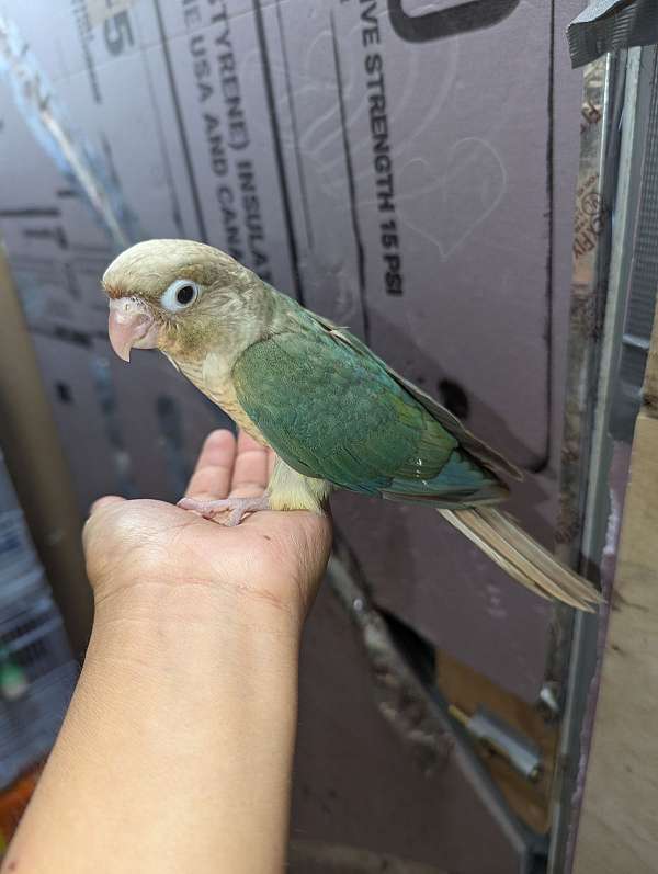 conure-for-sale