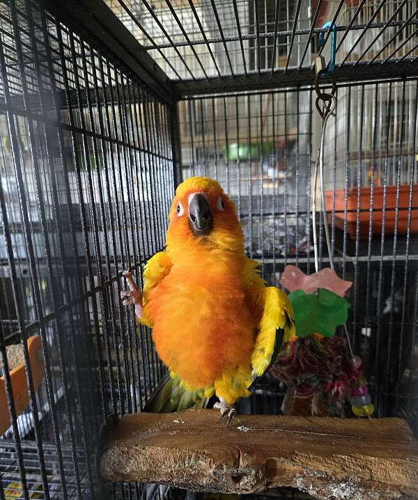 sun-conure-for-sale