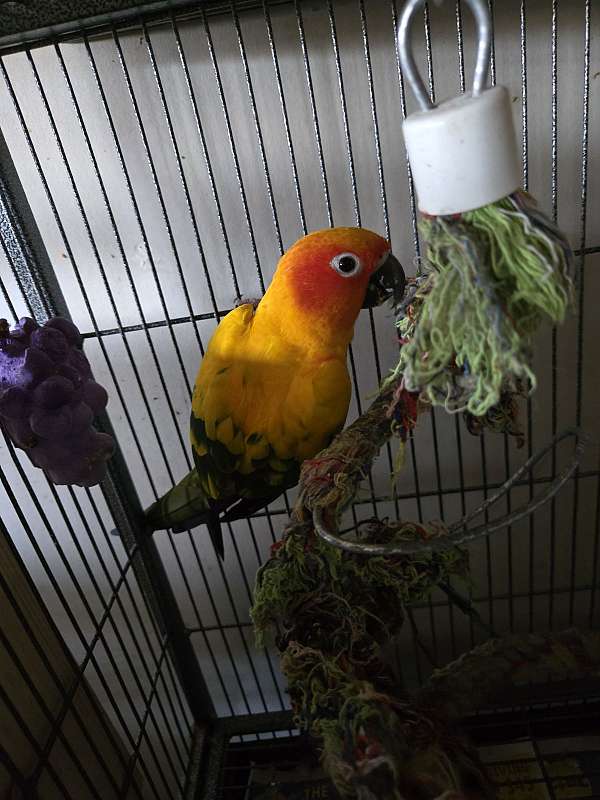 sun-conure-for-sale