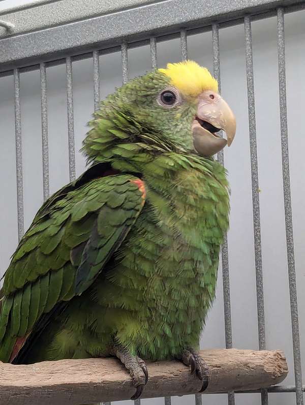 double-yellow-head-amazon-parrot-for-sale