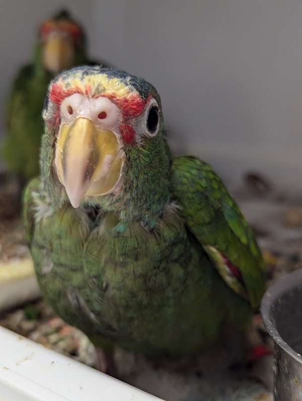 white-front-amazon-parrot-for-sale