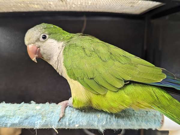 quaker-parrots-for-sale