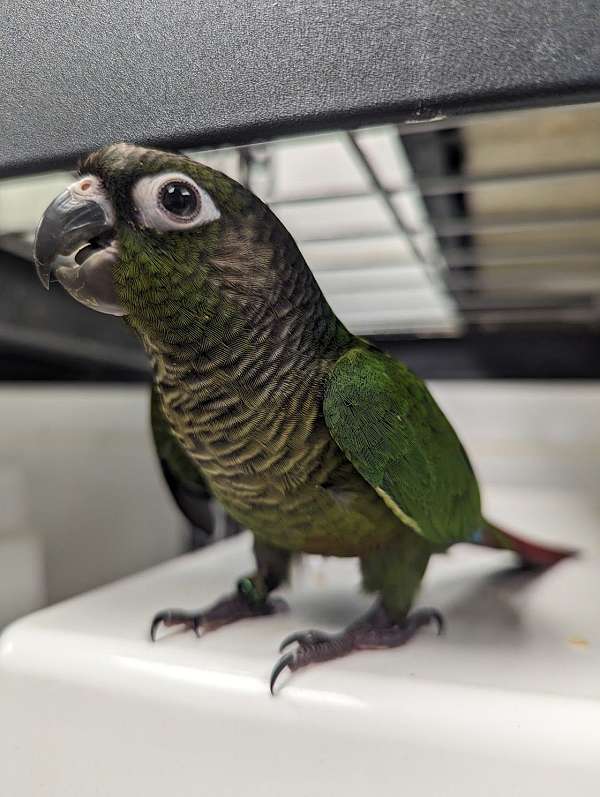 green-cheek-conure-for-sale