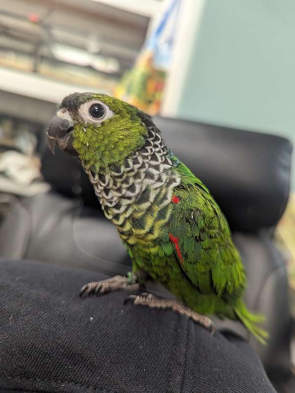 black-capped-conure-for-sale