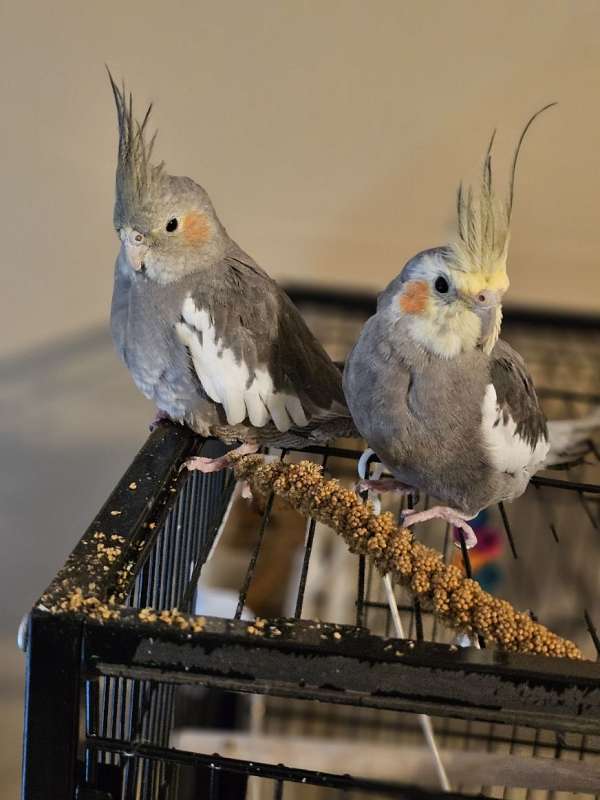 cockatiel-for-sale-in-delaware-oh