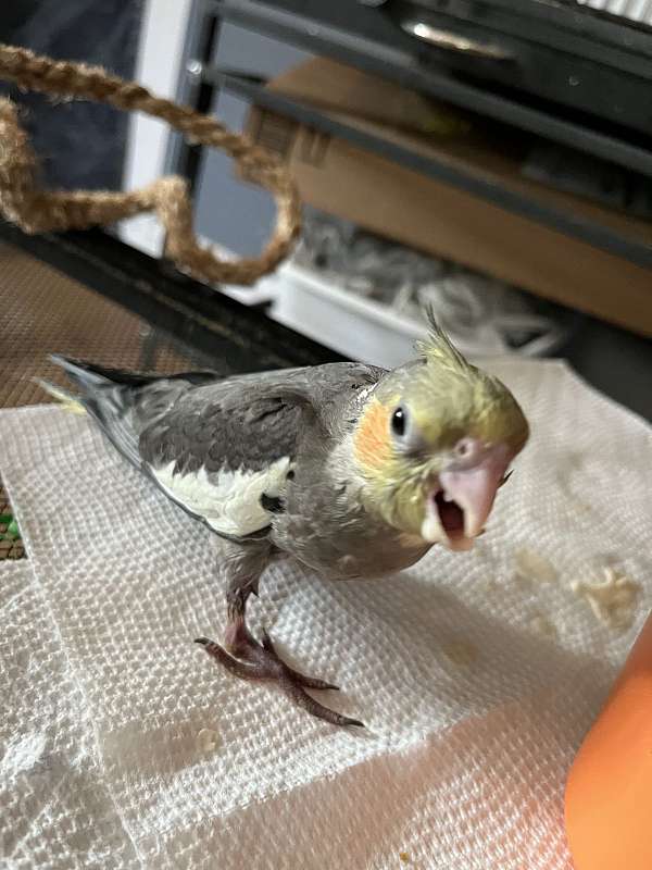 albino-bird-for-sale-in-wilmington-ma