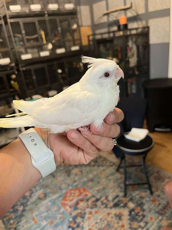 cockatiel-for-sale