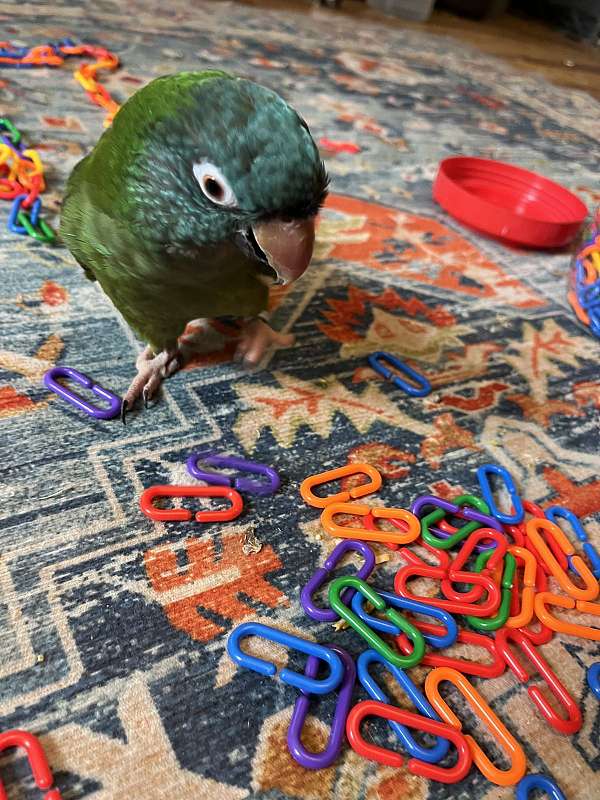 bird-parrot-eggs-in-wilmington-ma