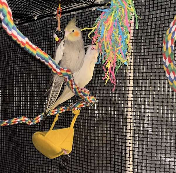 green-cheek-conure-for-sale-in-wilmington-ma