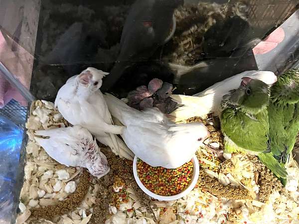 peach-faced-lovebird-for-sale