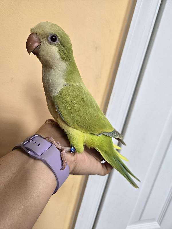 parrot-for-sale