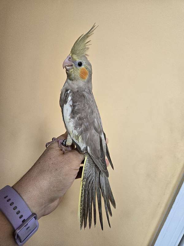 cockatiel-for-sale