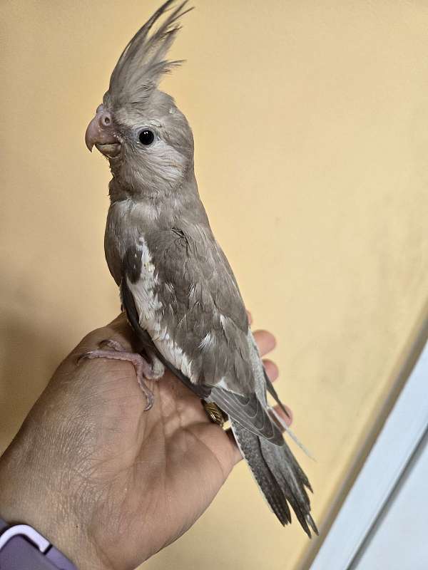 cockatiel-for-sale