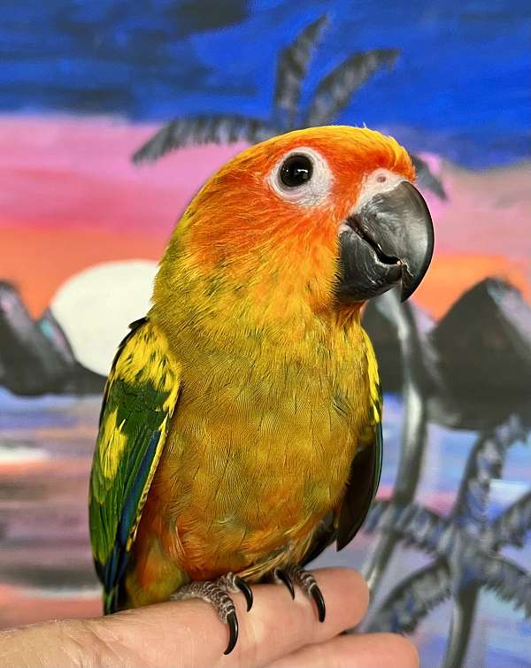 conure-for-sale