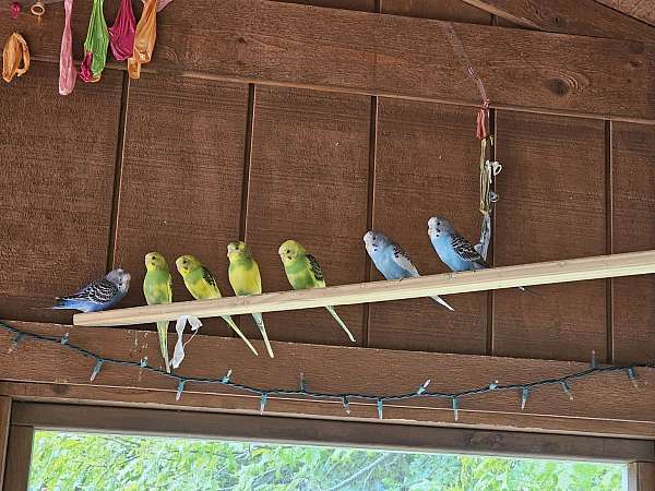 parakeet-for-sale-in-delaware-oh