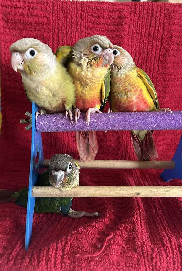 conure-for-sale-in-clifton-nj