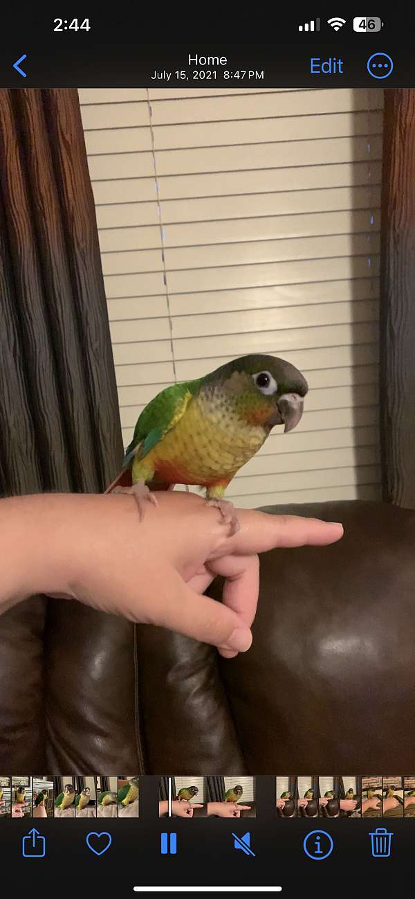 conure-green-cheek-conure-for-sale-in-arkansas