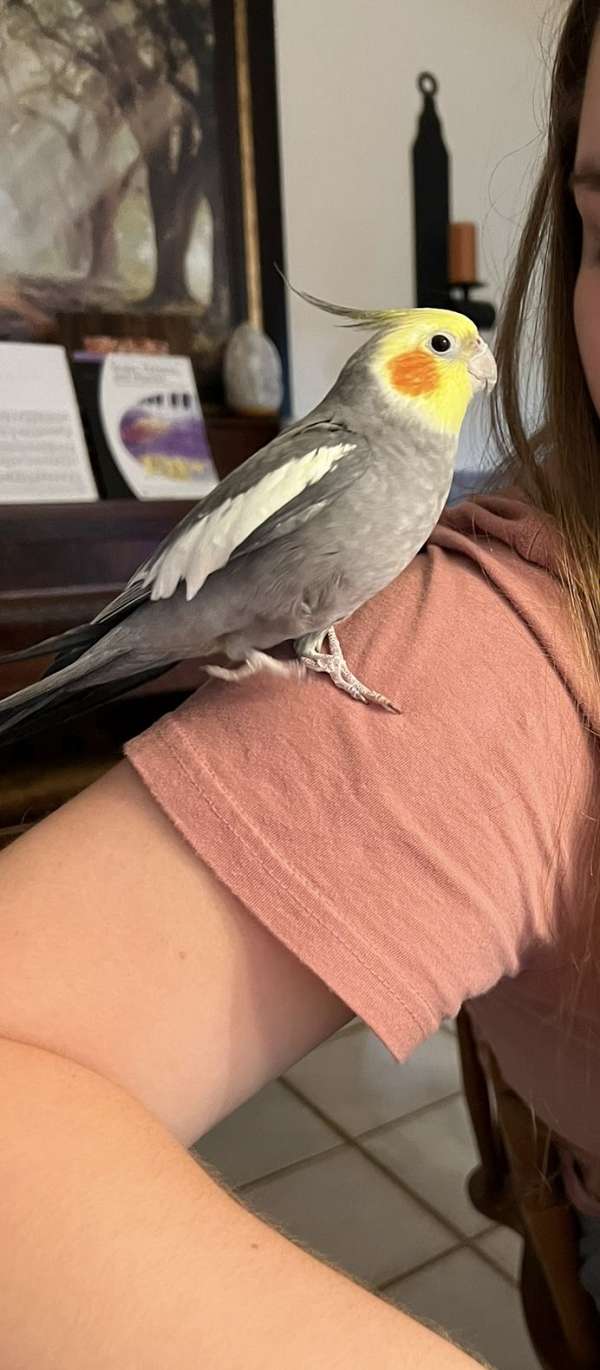 cockatiel-for-sale