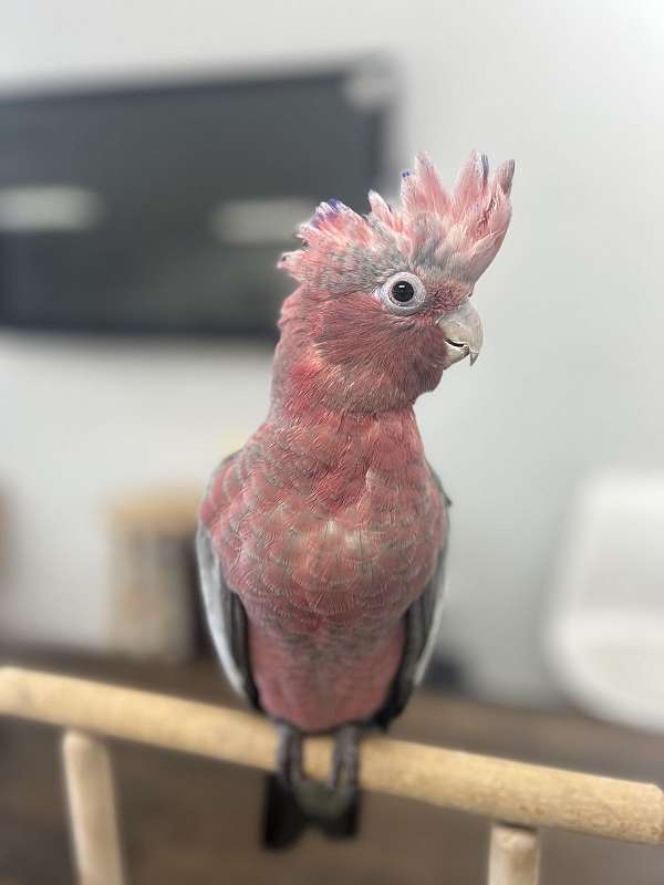 rose-breasted-cockatoo-for-sale