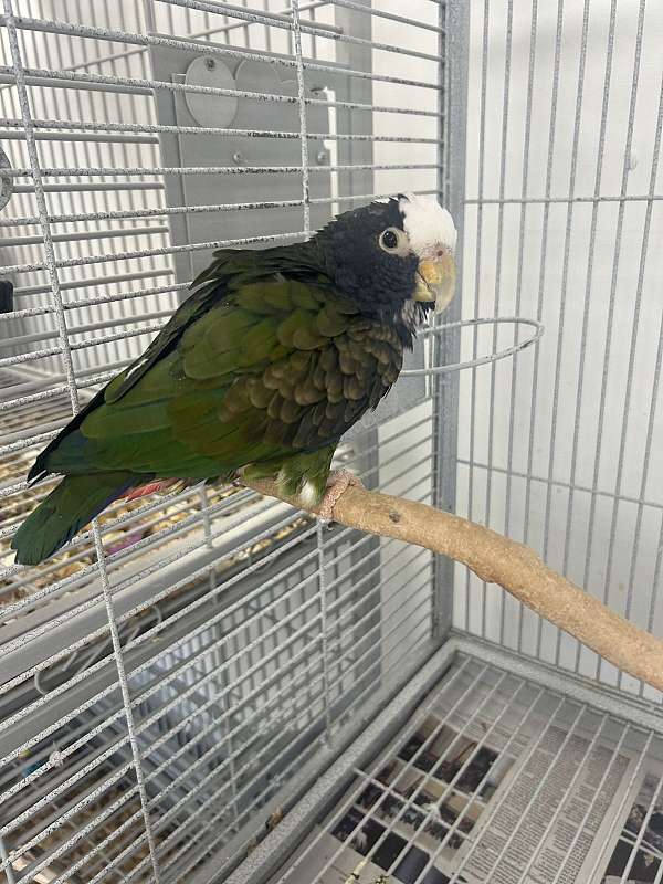 white-capped-pionus-parrots-bird-for-sale