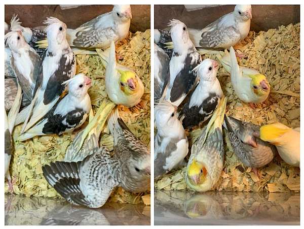 cockatiel-for-sale