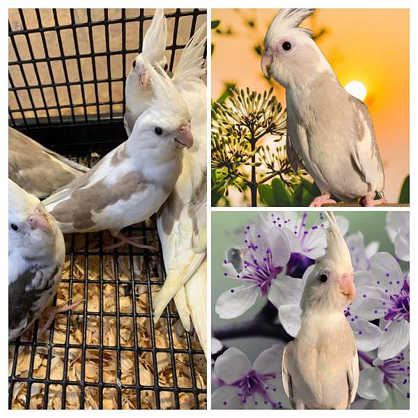 cockatiel-for-sale