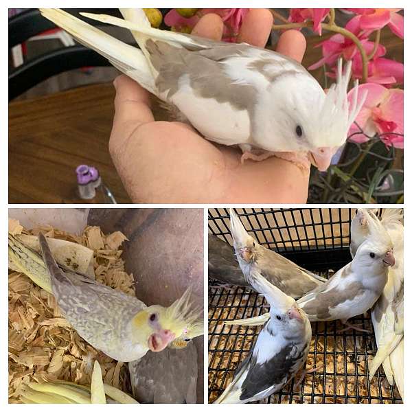 cockatiel-for-sale