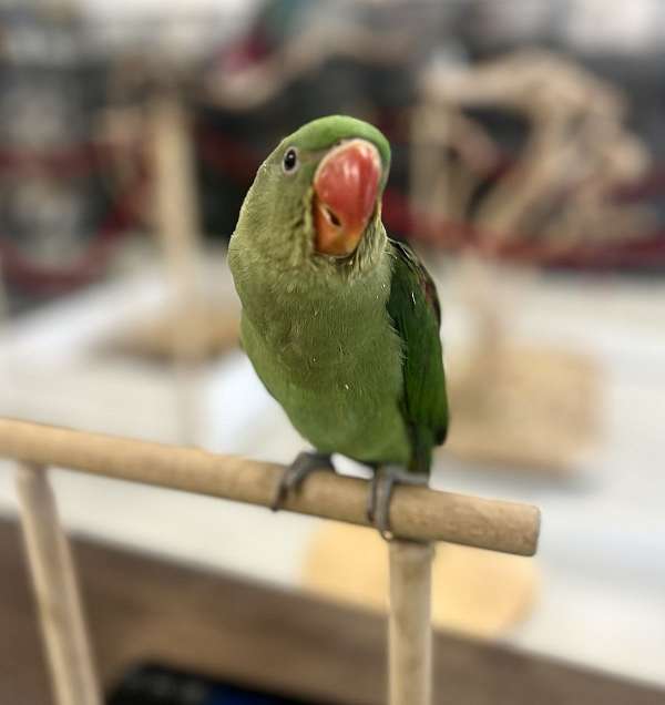 alexadrine-parakeet-for-sale-in-denver-co