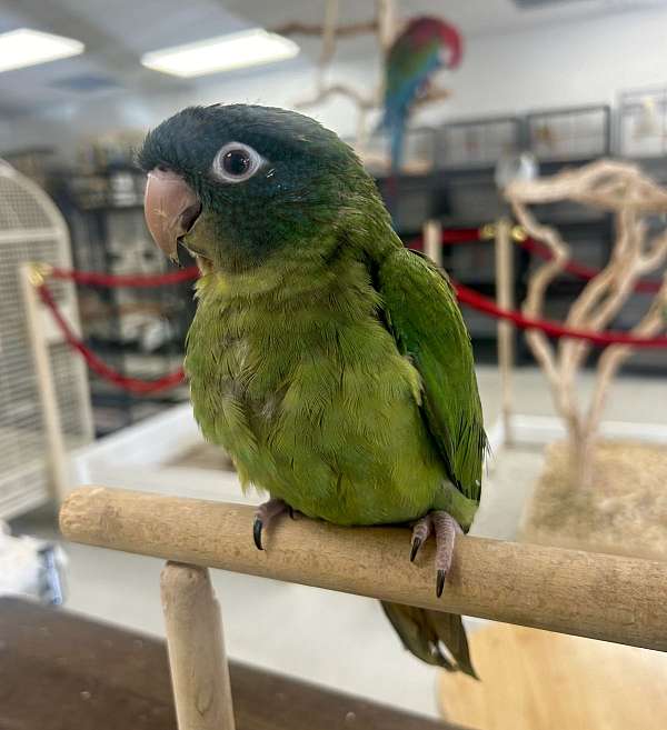 blue-crown-conure-for-sale-in-denver-co