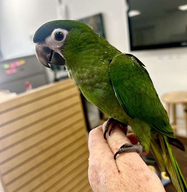 hahns-macaw-for-sale-in-denver-co