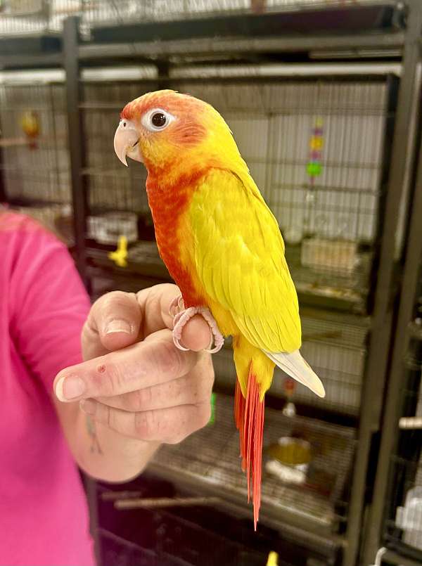 green-cheek-conure-for-sale