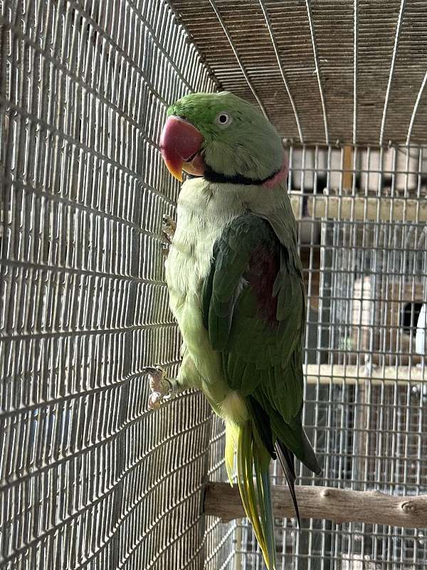 red-white-caique-for-sale