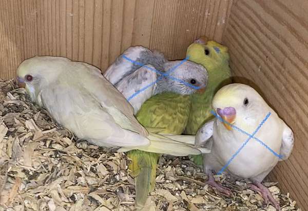 budgerigar-parakeet-for-sale