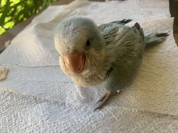 parrot-for-sale