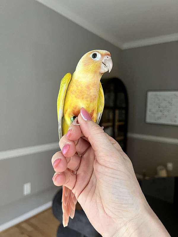 green-cheek-conure-for-sale