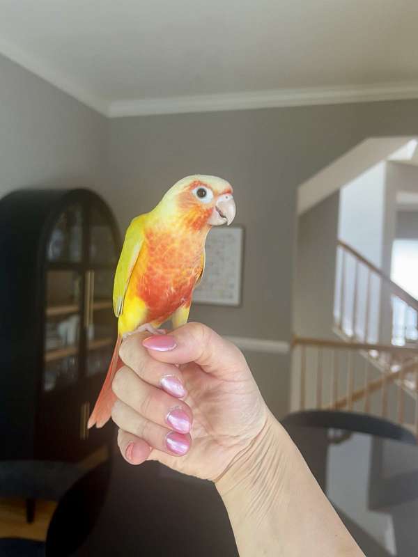 green-cheek-conure-for-sale