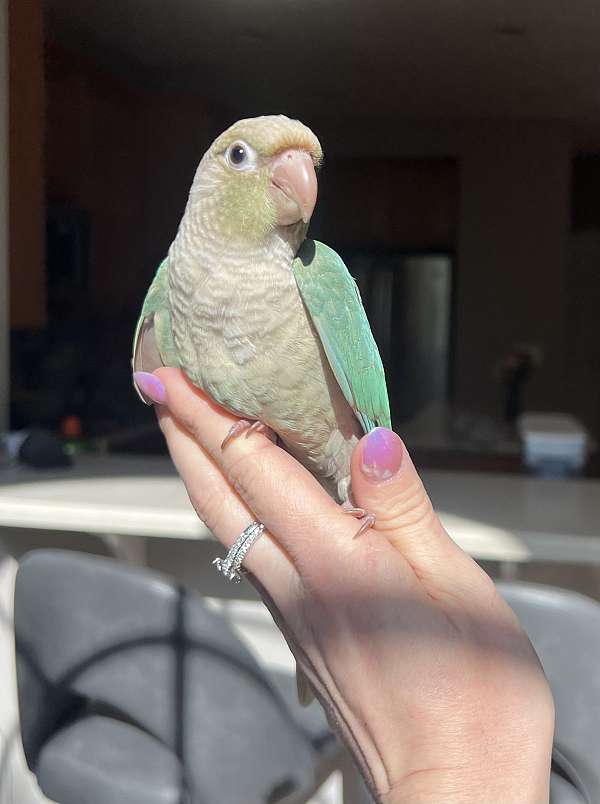 green-cheek-conure-for-sale