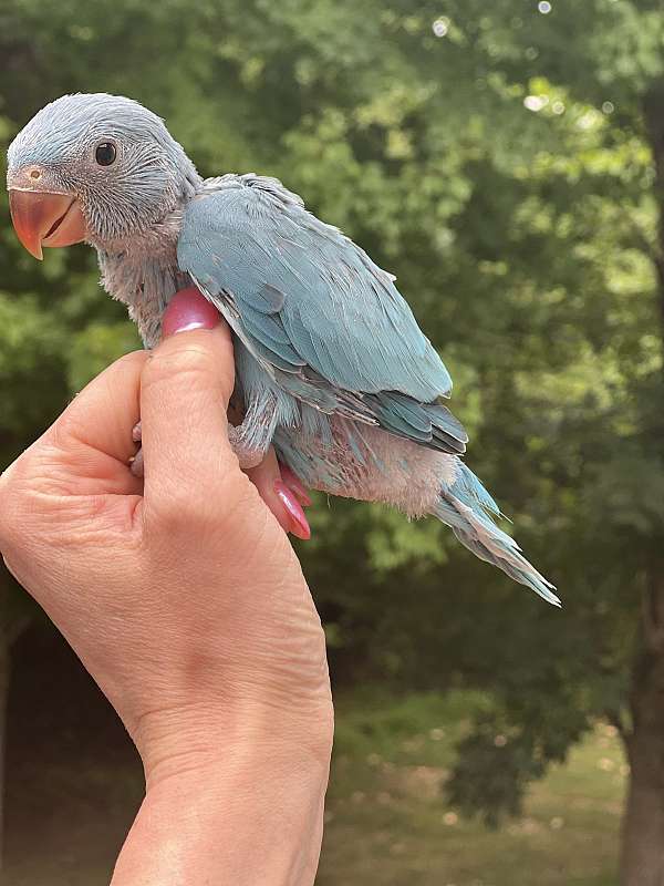 ringneck-parakeet-for-sale