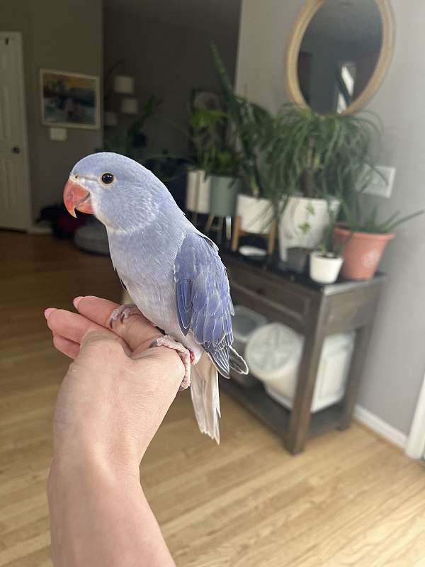 ringneck-parakeet-for-sale