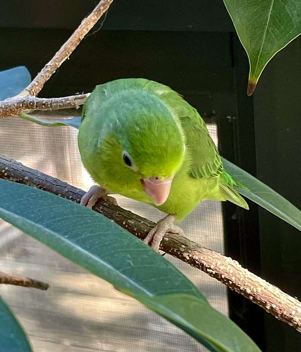 parrotlet-for-sale